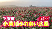 ドラレコ 茨城県下妻市 小貝川ふれあい公園の桜 21 04 01 木 Youtube