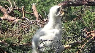 Kaljukotkas1::Golden Eagle ~Eaglet swallows another little bird~12:55 p.m. 2024/05/20