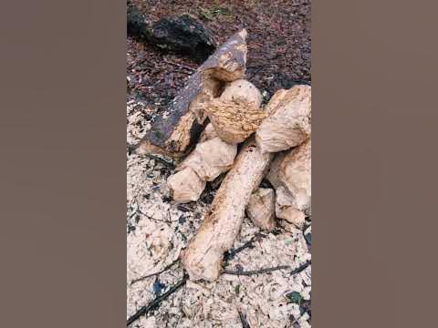 Бобры складывают бревна. Зачем? #бобры #природа #рыбалка - YouTube