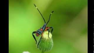 A Colourful Insect Closeup, Tiger Assasin Bug