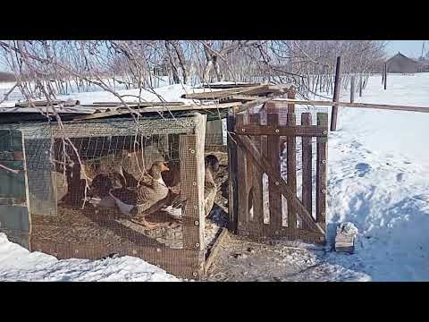 Содержание гусей в зимний период