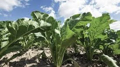 Talc USA Sugar Beet Seed Treatment MicroSurge and ...