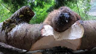 Beaver Gnaws Through Giant Log