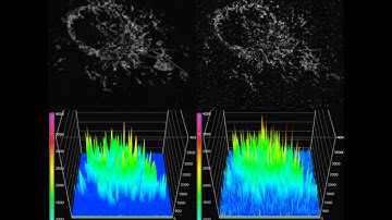 Image comparison of GaAsP PMT and Normal PMT (acquired using resonant scanner)