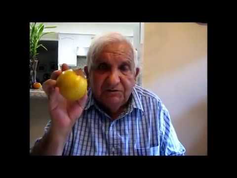 Lucuma Tree and Fruit