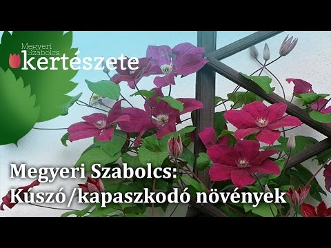 Videó: Clematis növények ősszel – Tippek a későn virágzó klematisz növények termesztéséhez