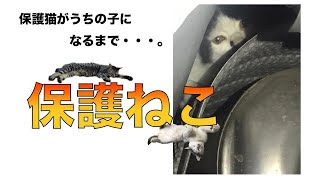 【保護猫】車のボンネットの中から子猫を救出した1日目。。