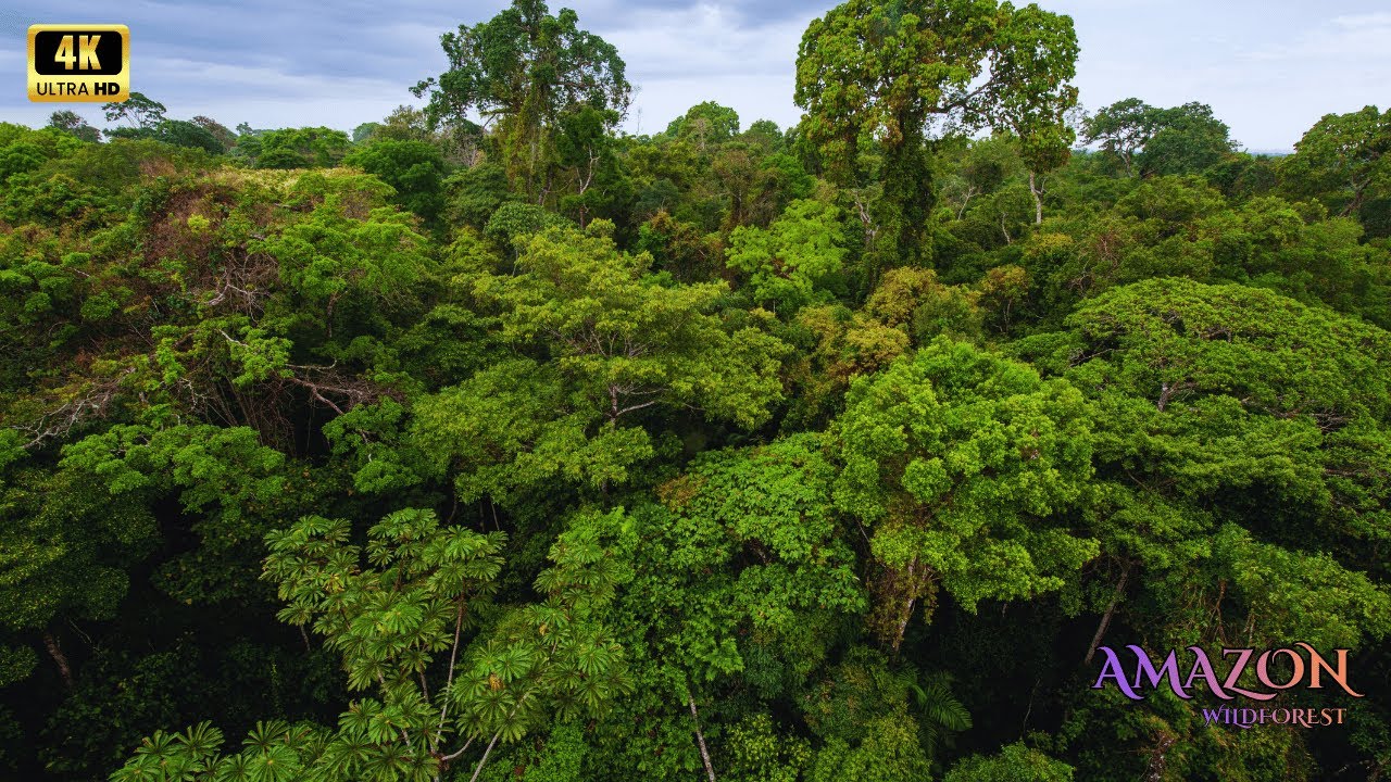 Amazon Above Amazon 4K - The Amazon Rainforest From Above and Below - YouTube