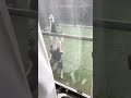 網戸を引き換えに雨戸の引っ張るやつおもちゃにする野良猫が可愛すぎた