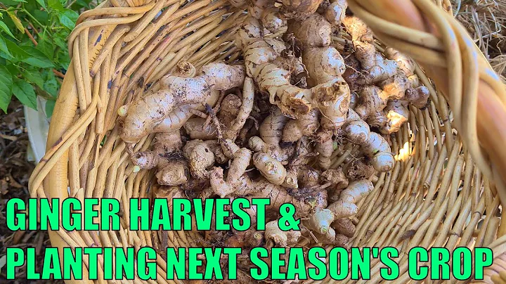 Perennial Ginger Harvest & Planting out Next Seasons Crop