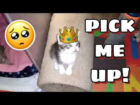 Seafoam Kitten Real Name