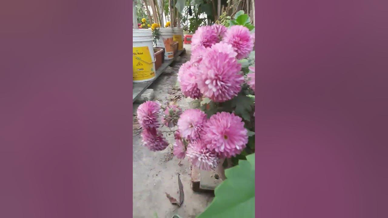 Wow colour চন্দ্রমল্লিকা ফুল। 💜 - YouTube