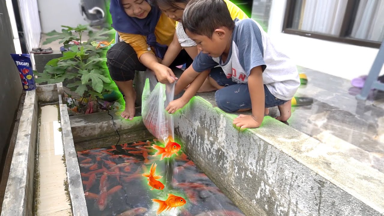 Rere Bersihin Kolam Ikan Di Depan Rumah DI ISI IKAN Warna Warni YouTube