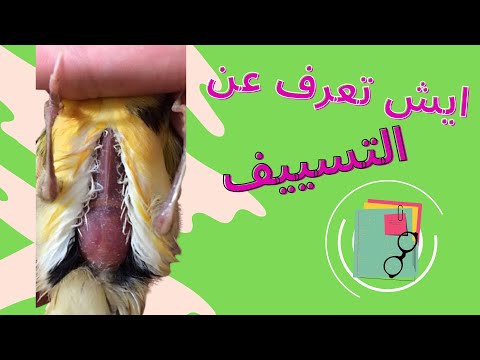 ما هو التسييف في الطيور وطريقة علاجه