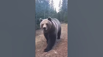 Found Footage of a Grizzly Bear Attack...