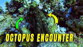 Diver Encounters Friendly Octopus While Camouflaged