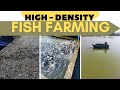 Hig.ensity fish farming zyada matra me machhli utpadan techniquefish farming profitable tech