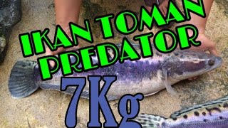 penangkapan ikan predator Toman monster seberat 12 kg