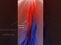 Why Are Veins Blue? | The Surprising Science Behind Your Blood Vessels 🔵