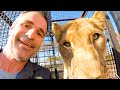 The Joys Of Moving Day! | The Lion Whisperer