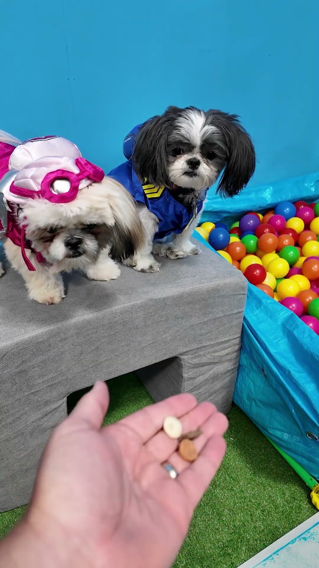 Wiggles Waggles and Waffles Go On a Paw Patrol Mission #FamilyFun #FunnyDogs #PawPatrolDogs