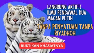PENGAWAL GAIB||DUA MACAN PUTIH