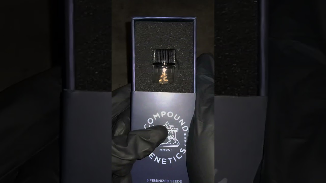 MARSHMALLOW OG SEEDS I COMPOUND GENETICS