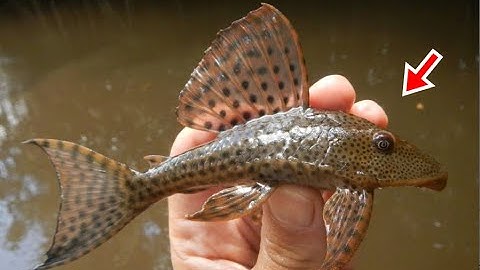 Tại sao cá lau kiếng bị GHÉT tại VIỆT NAM!