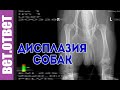 Дисплазия, что делать? Какие анализы нужно сдавать?