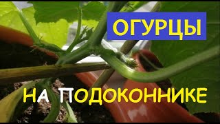 ОГУРЦЫ НА ПОДОКОННИКЕ