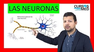 CLASIFICACIÓN DE LAS NEURONAS explicado FÁCIL ✅.