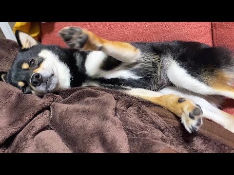 寝ている時の動きがおもしろかわいい柴犬 Shiba Inu Dogs Youtube 寝ている時の動きがおもしろかわいい柴犬 Shiba Inu Dogs Youtube