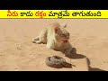 ఎడారిలో ఈ cats ఎలా జీవిస్తాయి  | Life Of Sand Cat In Desert | BS FACTS