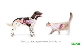 Chronisch nierfalen bij kat en hond [Prins Kennisvideo]