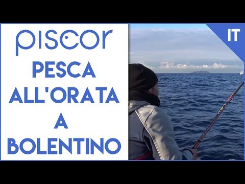 Pesca dell'Orata a Bolentino