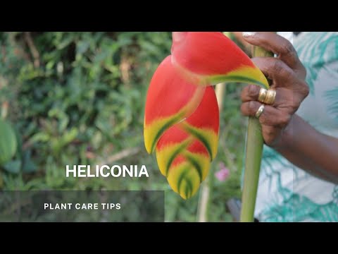 Video: Heliconia бутоо боюнча колдонмо: Омар тырмагын Heliconia өсүмдүктөрүн кантип кыркса болот
