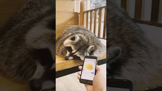Furinas Theme, but I heard everything correctly