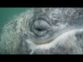 Close encounters with Gray Whales in Baja California, Mexico