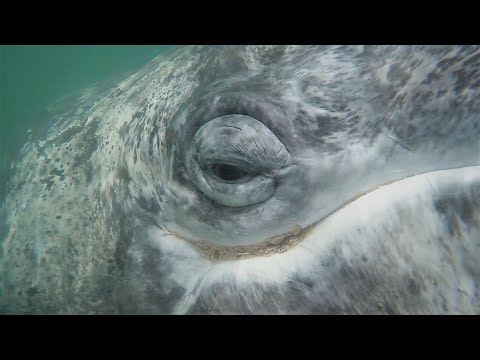 วีดีโอ: วิธีไปดูวาฬในบาฮากาลิฟอร์เนียซูร์ เม็กซิโก