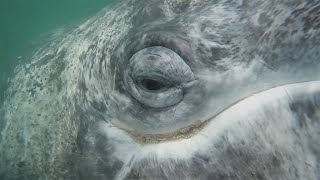 Close encounters with Gray Whales in Baja California, Mexico