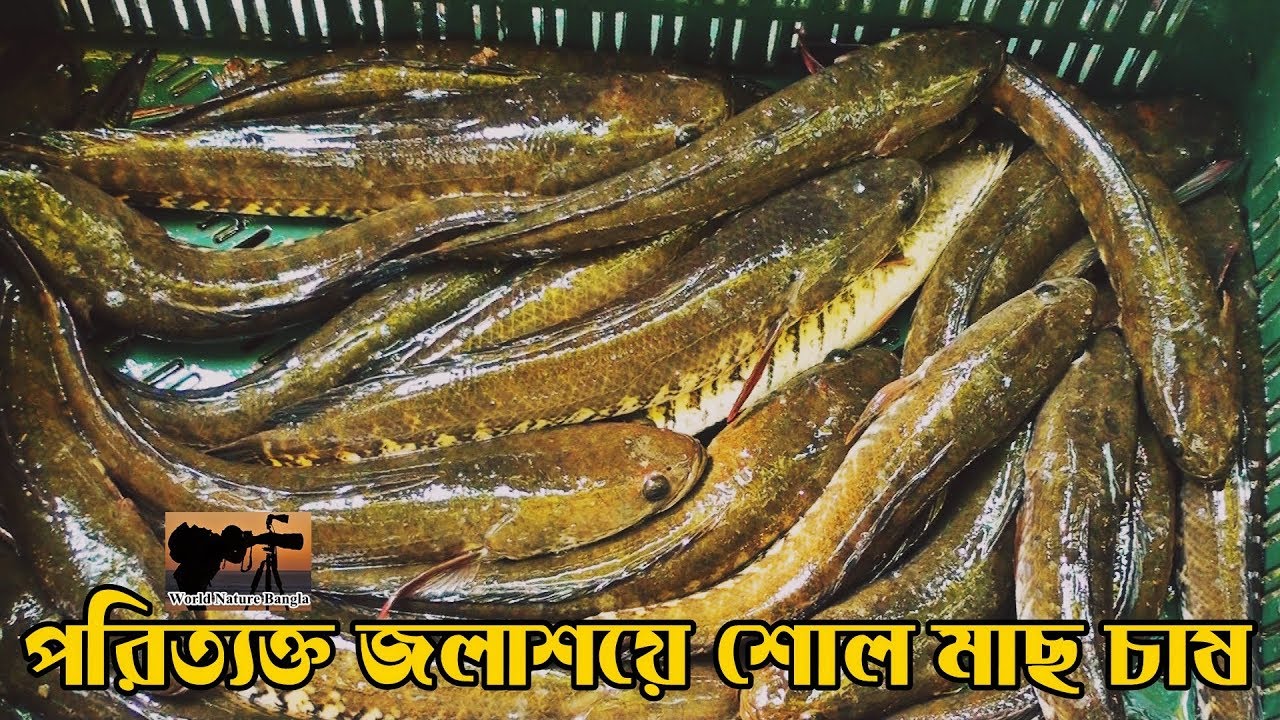 পরিত্যক্ত জলাশয়ে শোল মাছ  চাষ পর্ব .২ = snakehead fish