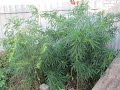 Выращивание конопли из семян,первый опыт!/Growing marijuana from seeds, the first experience!