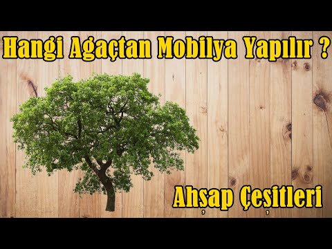 Video: Çam Veya Huş Ağacı: Hangisi Daha Iyi? Hangi Malzeme Daha Güçlü, Daha Ucuz, Daha Dayanıklıdır? Huş Ağacı Ve çam Mobilya Arasındaki Fark Nedir?