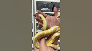 Candino VS Albino Ball Python