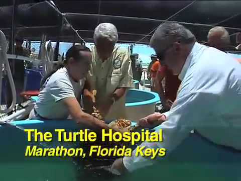 Florida Gov. Crist Releases Turtle in the Florida ...