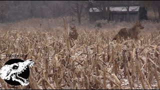 coyote hunting - late season tactics