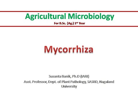 Mycorrhiza | Difference between endo- and ectomycorrhiza | Benefits to plants | Symbiosis