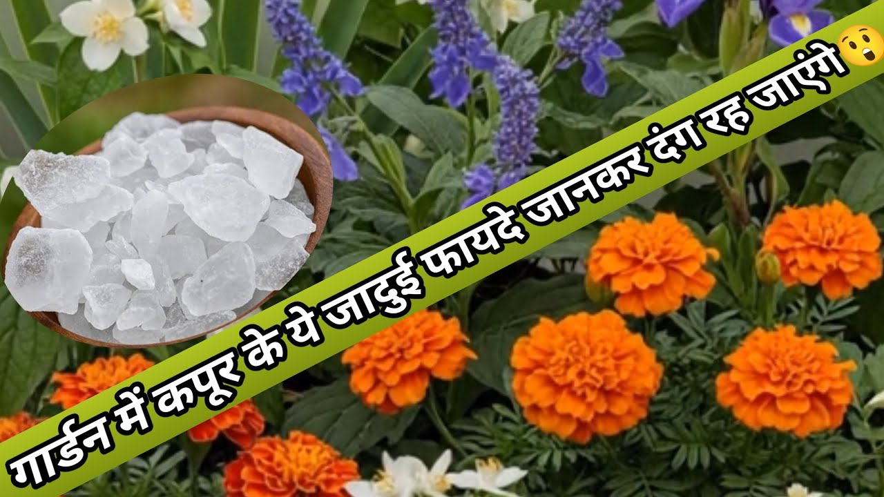 पौधों में कपूर का इस्तेमाल कैसे करें? चींटियों🐜 और फंगस से पाएं छुटकारा 🌿