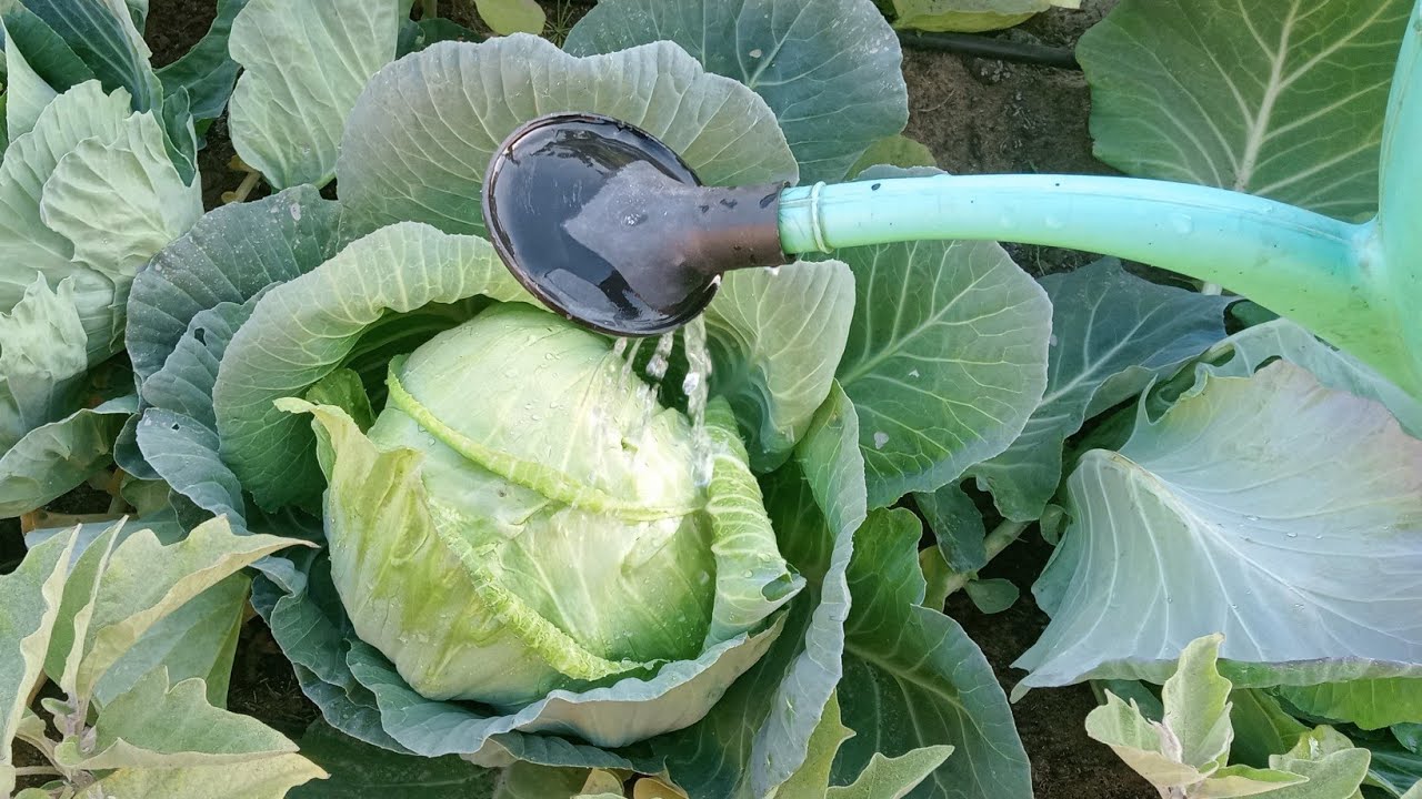 بهذه الطريقه هتخلى نبات الكرمب أو الملفوف يزيد الضعف والقلب يلف بسرعة جدا !!!