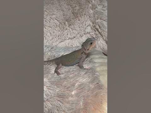 フトアゴヒゲトカゲお散歩 - Hq2